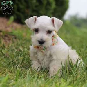 Livi, Miniature Schnauzer Puppy